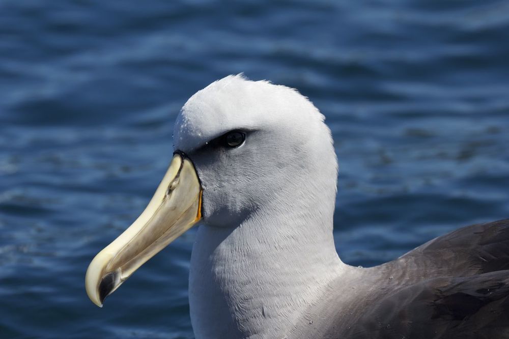  Salvin's Albatross ( Thalassarche salvini ), Stewart Island, New Zealand 