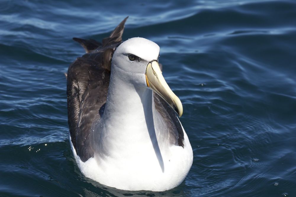  White-capped Molymork ( Thalassarche steadi ),&nbsp;Stewart Island, New Zealand 