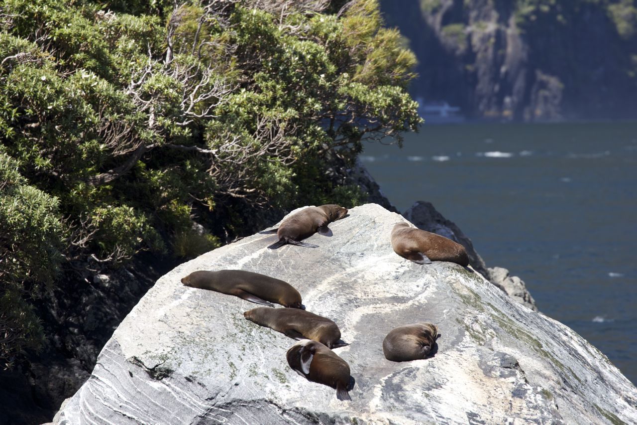  New Zealand Fur Seals, Milford Sound, New Zealand 