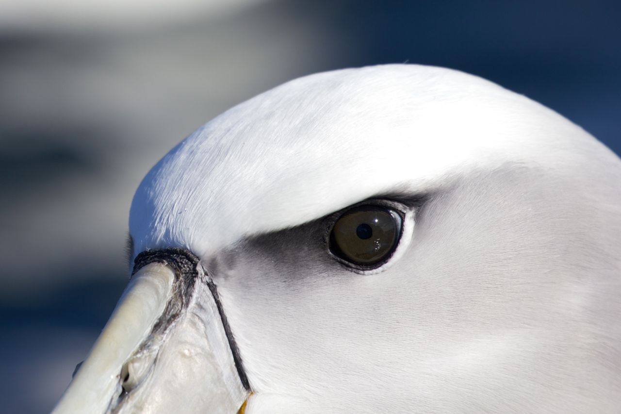 White-capped Molymork, Stewart Island, New Zealand