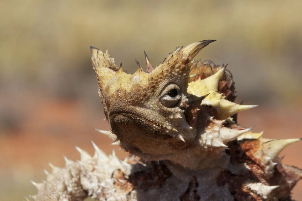Desert devils and rescued wildlife