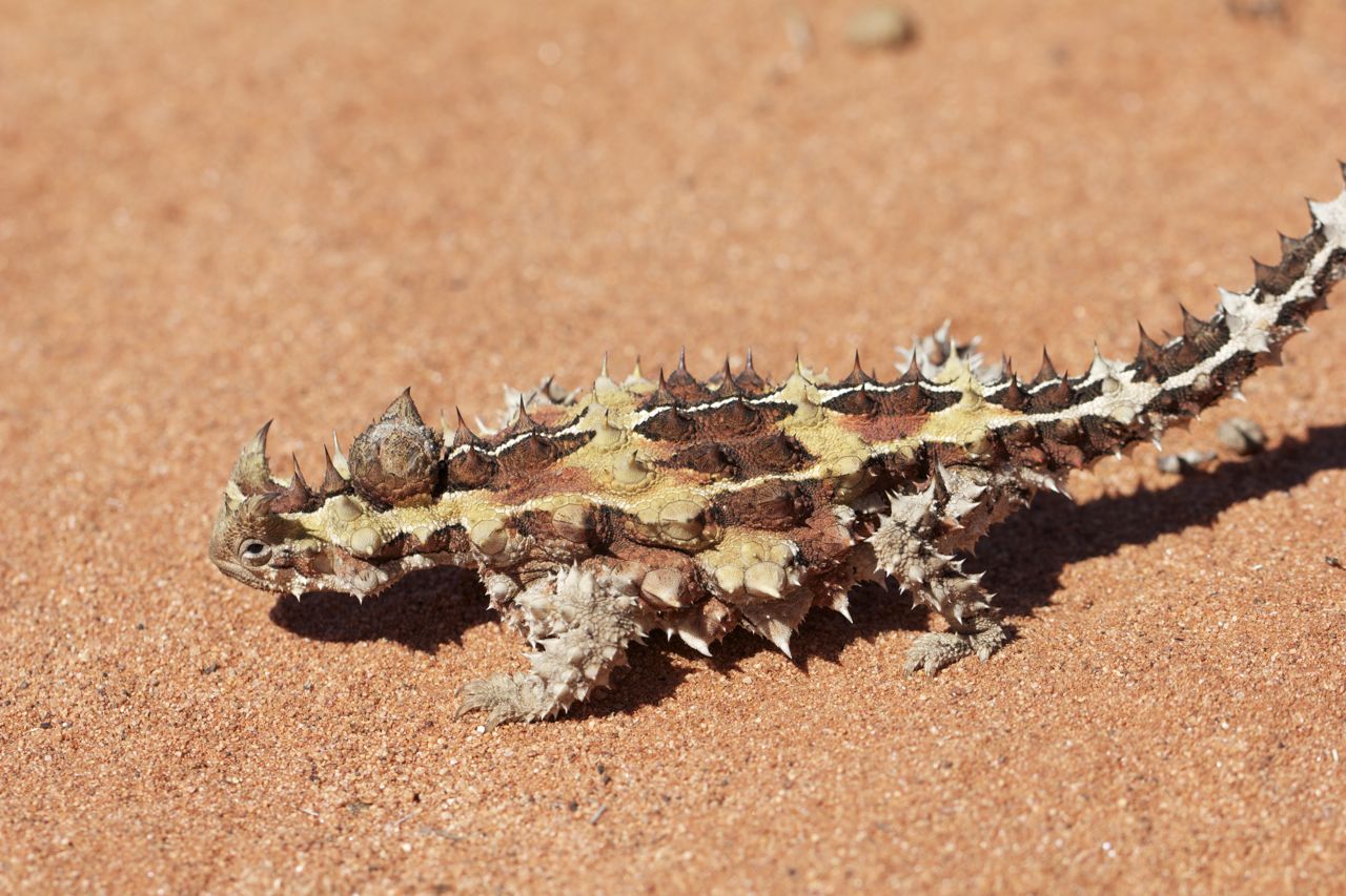 Thorny Devil, Stuart Hwy south of Alice Springs, NT