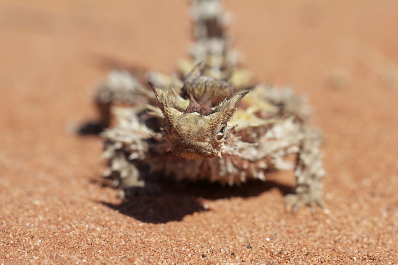 Grim-faced Thorny Devil, Stuart Hwy south of Alice Springs, NT