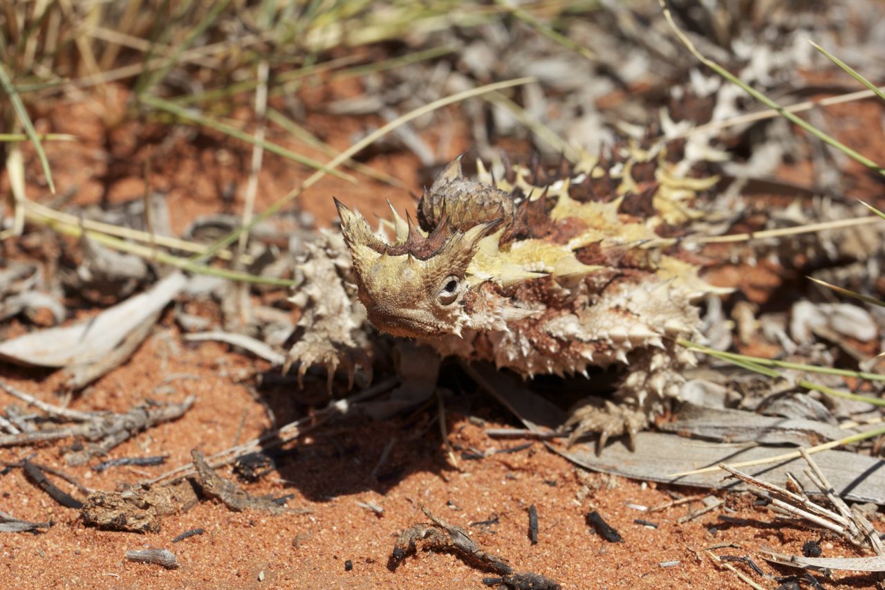 Natural habitat of the Thorny Devil, Stuart Hwy south of Alice Springs, NT