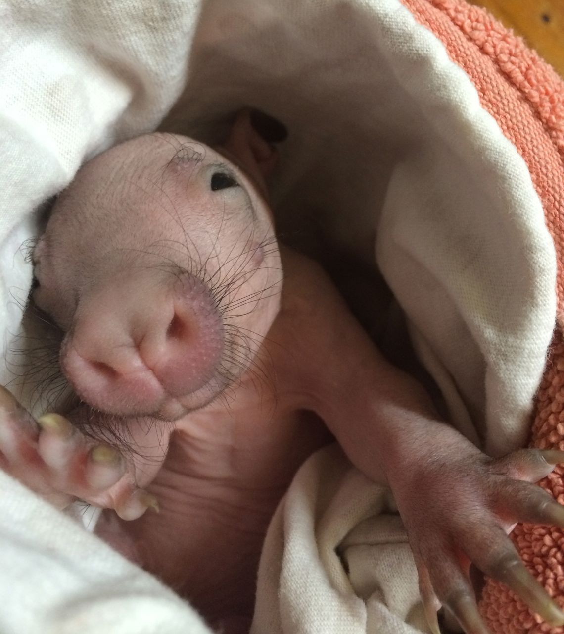 Southern Hairy-nosed Wombat joey
