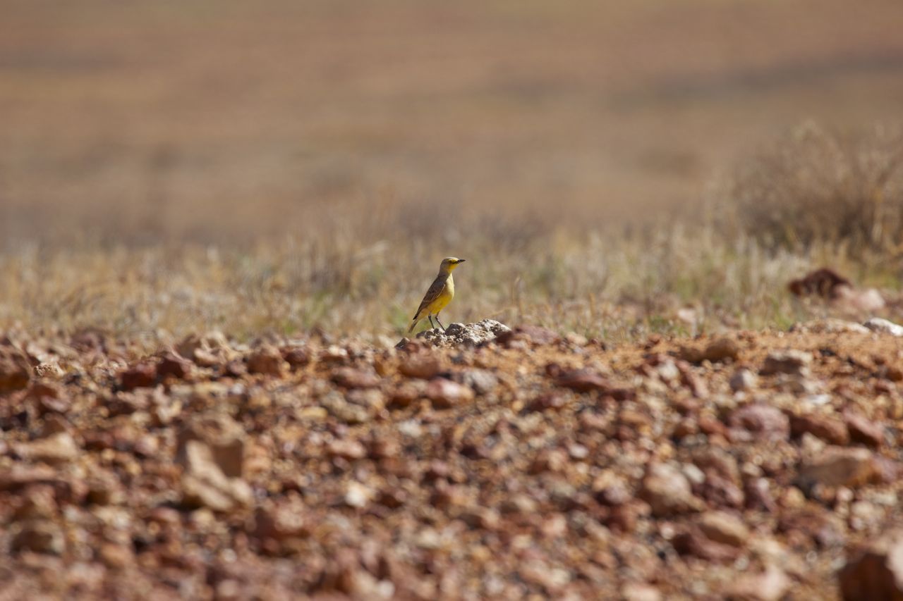  Gibberbird perched high atop a 'rise' in the gibber plain, Coober Pedy, SA 