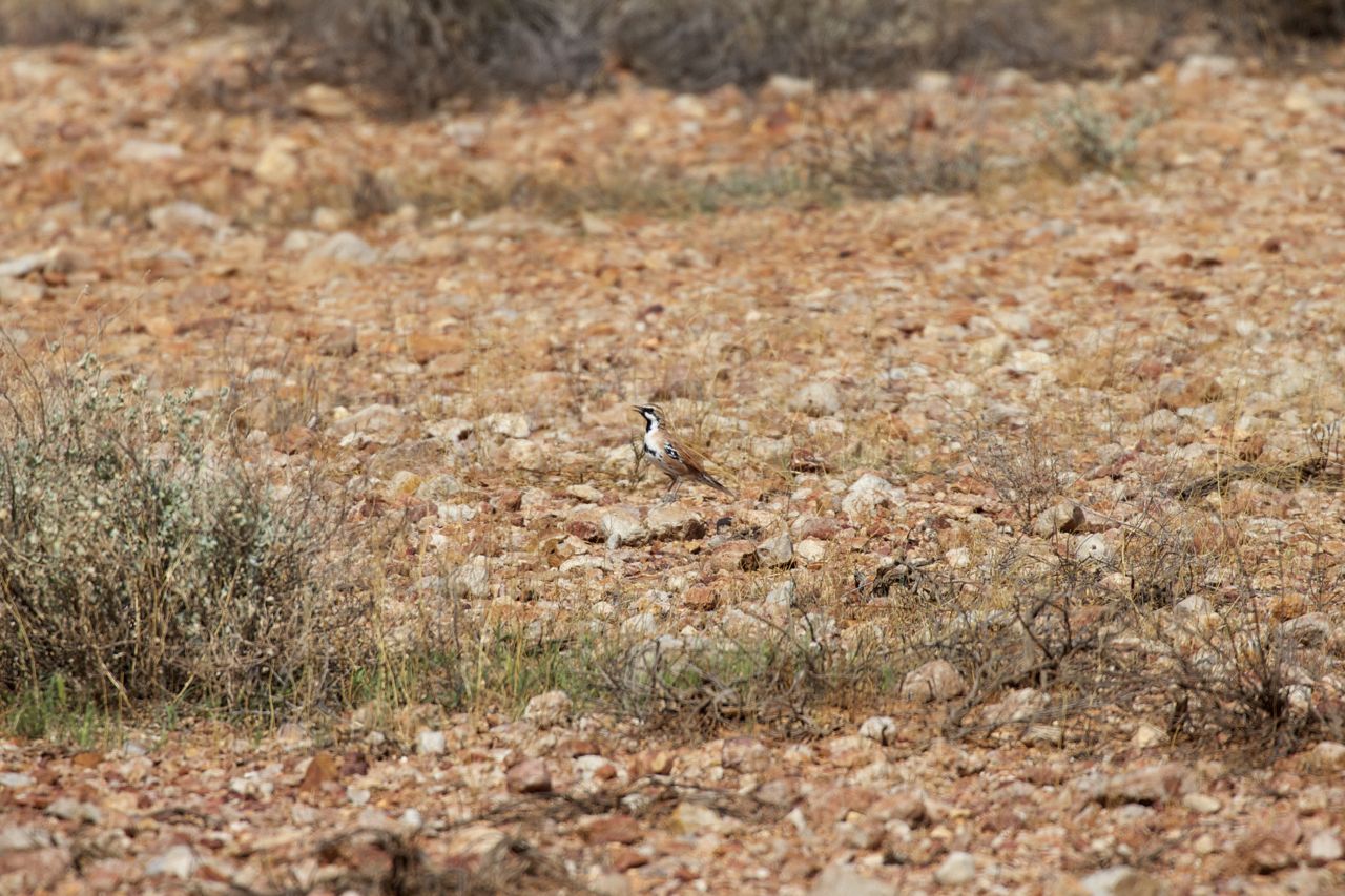 Cinnamon Quail-thrush, Coober Pedy, SA