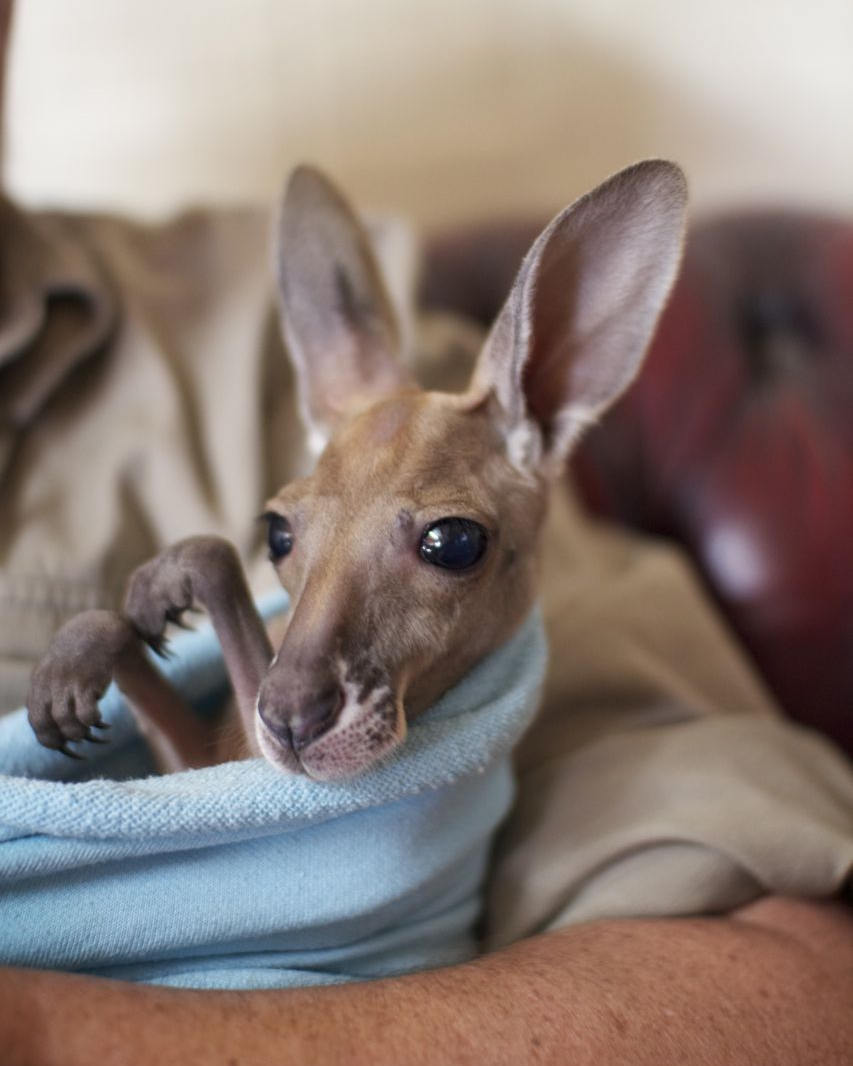 Red Kangaroo joey