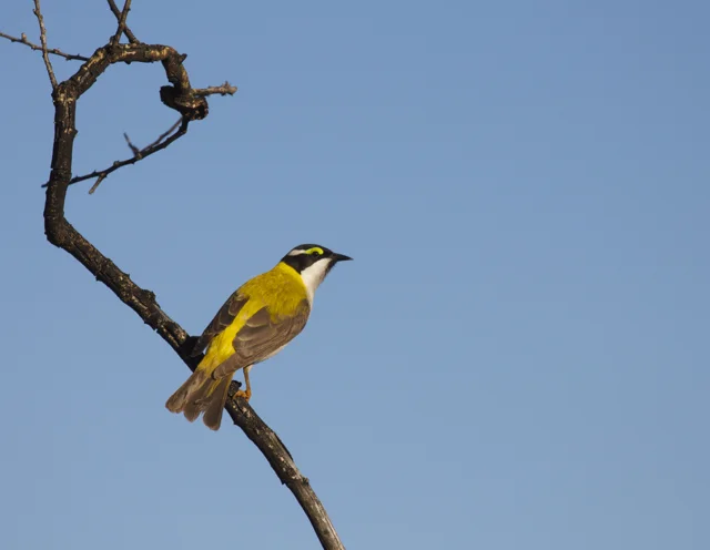 Golden-backed Honeyeater, Alice Springs, NT