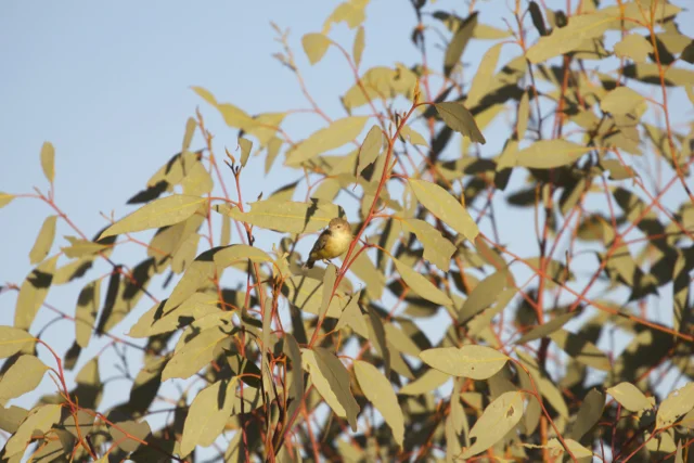Weebill, Alice Springs, NT