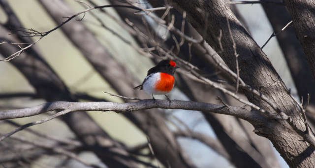  Red-capped Robin ( Petroica goodenovii ),&nbsp;Alice Springs, NT 