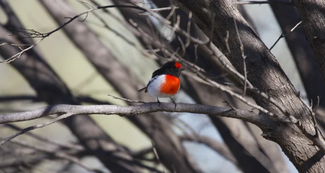 Red-capped Robin ( Petroica goodenovii ), Alice Springs, NT