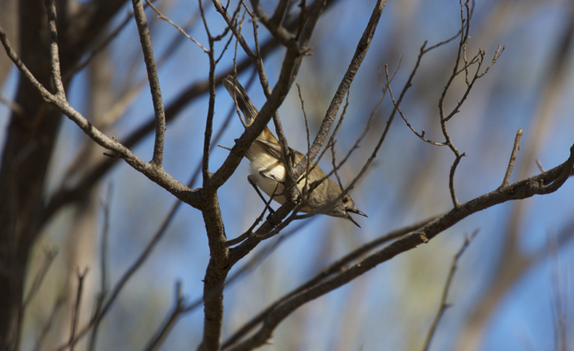  Inland Thornbill ( Acanthiza apicalis ),&nbsp;Alice Springs, NT 