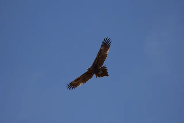 Wedge-tailed Eagle ( Aquila audax ), Alice Springs, NT