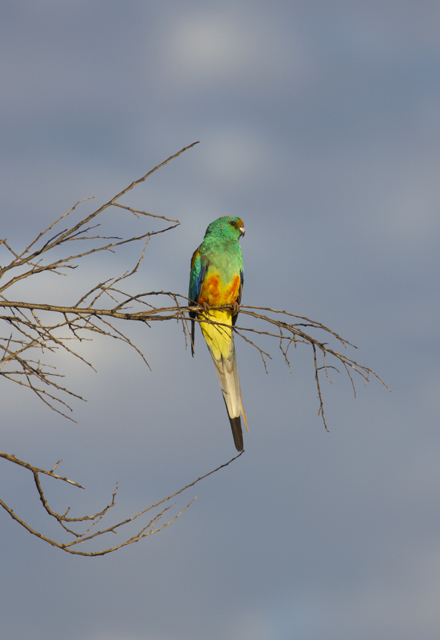  Mulga Parrot (male), Alice Springs, NT 