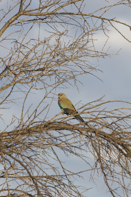  Mulga Parrot (female),&nbsp;Alice Springs, NT 