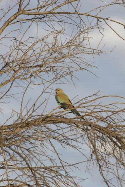Mulga Parrot (female), Alice Springs, NT