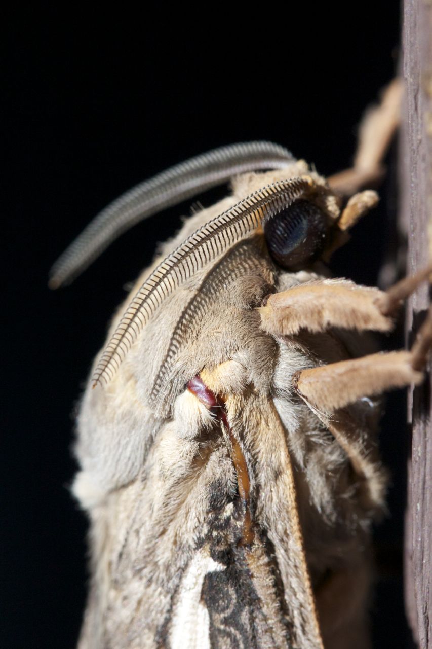  Privet Hawk Moth head, Alice Springs, NT 