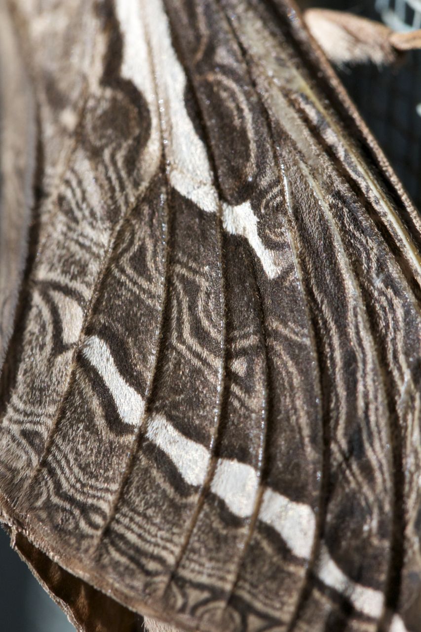  Detail of a wing, Privet Hawk Moth, Alice Springs, NT 