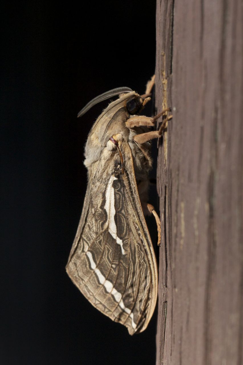  Privet Hawk Moth, Alice Springs, NT 
