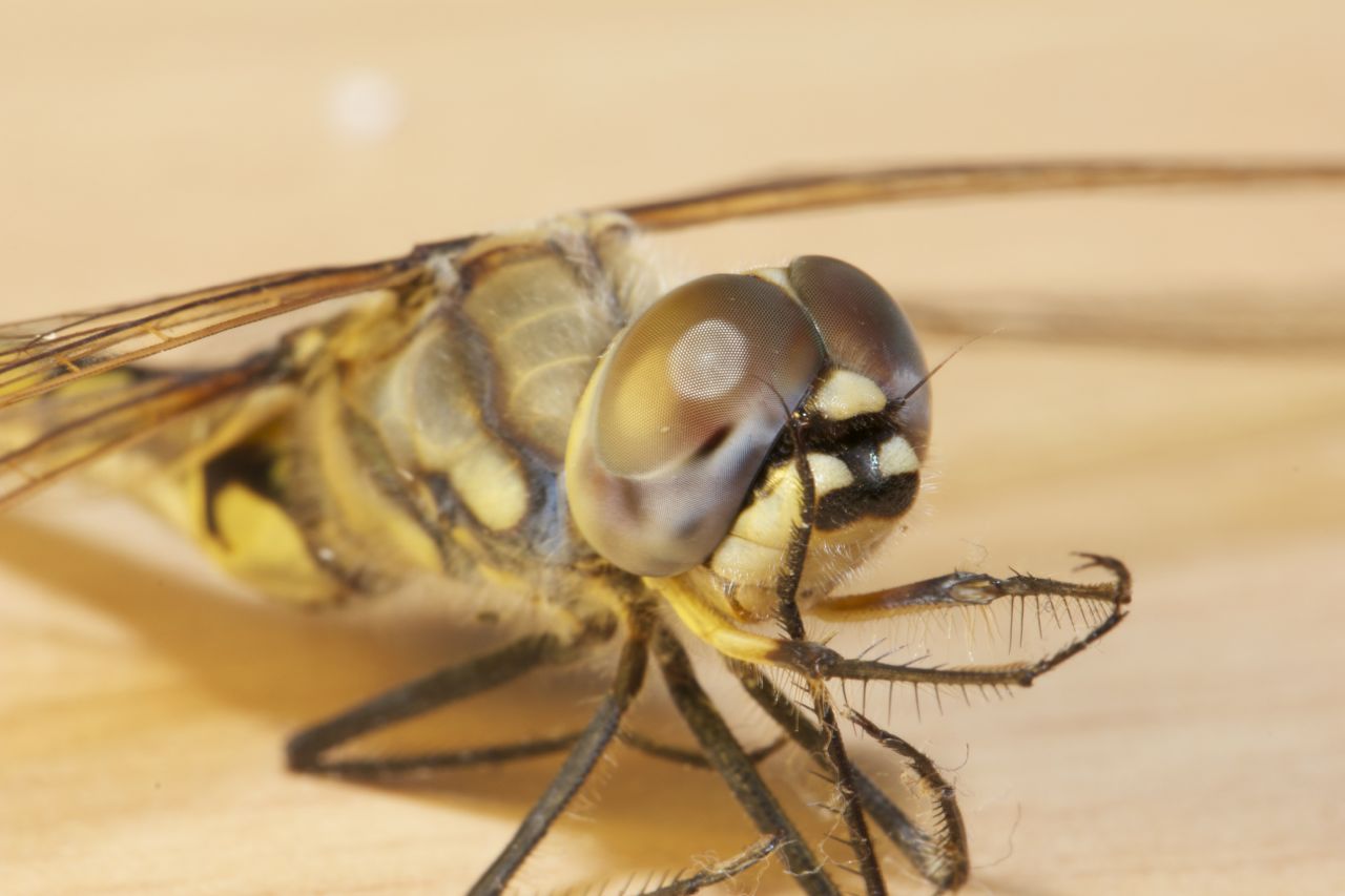 Dragonfly compound eyes, Alice Springs, NT