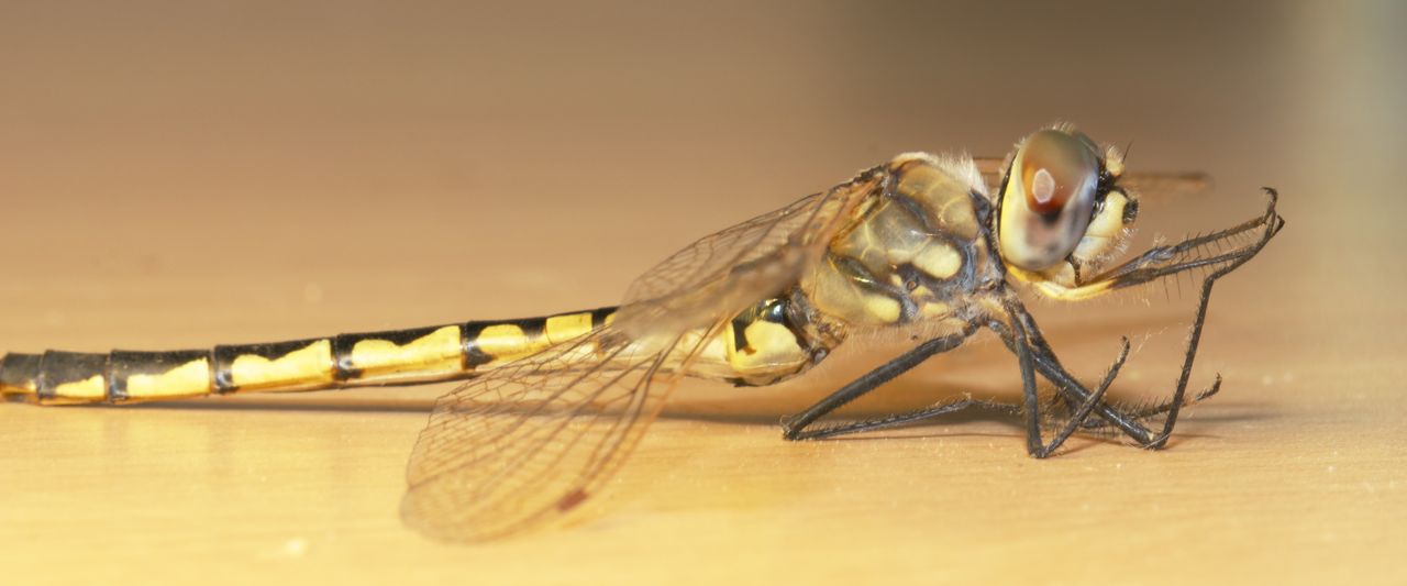 Dragonfly, Alice Springs, NT