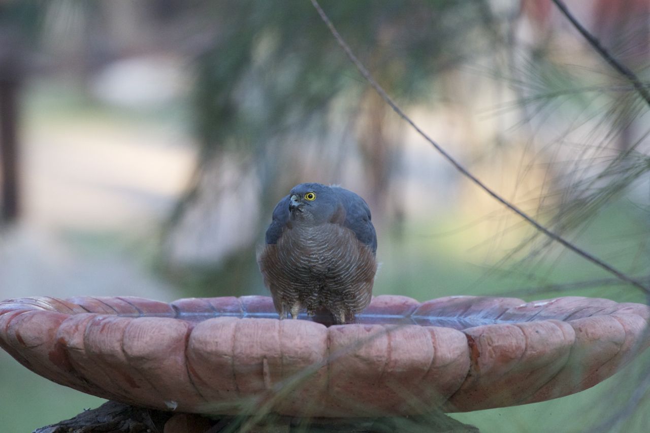 Collared Sparrowhawk in the birdbath, Alice Springs, NT