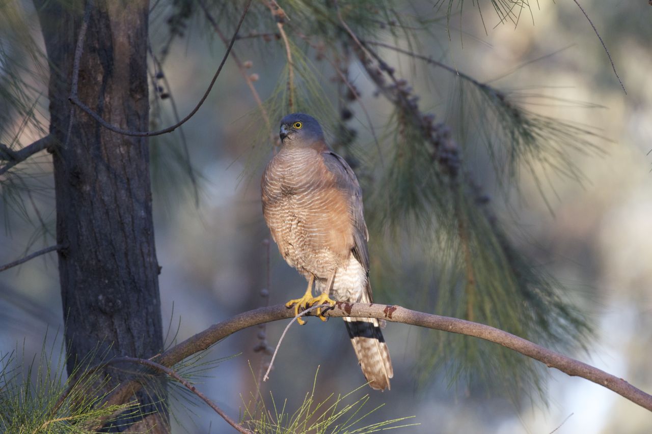 Collared Sparrowhawk with wet footprint, Alice Springs, NT