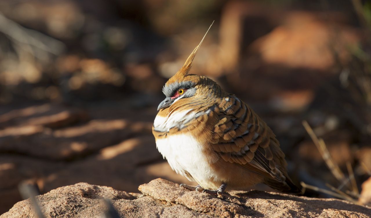  Spinifex Pigeon sunning, Alice Springs, NT 