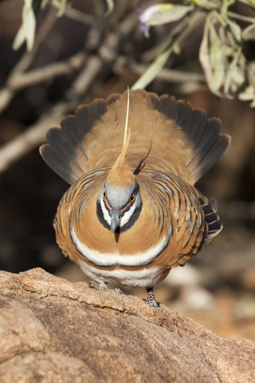  Spinifex Pigeon displaying, Alice Springs, NT 