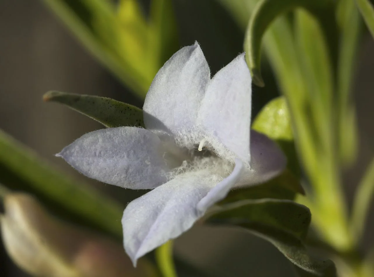 Eremophila freelingii , Alice Springs, NT