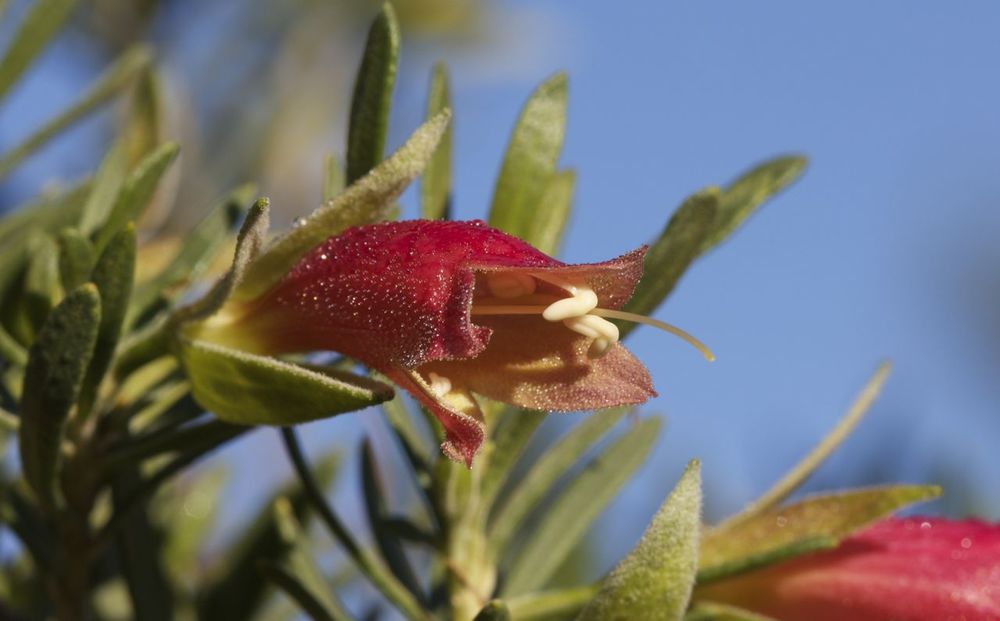   Eremophila latrobei , Alice Springs, NT 