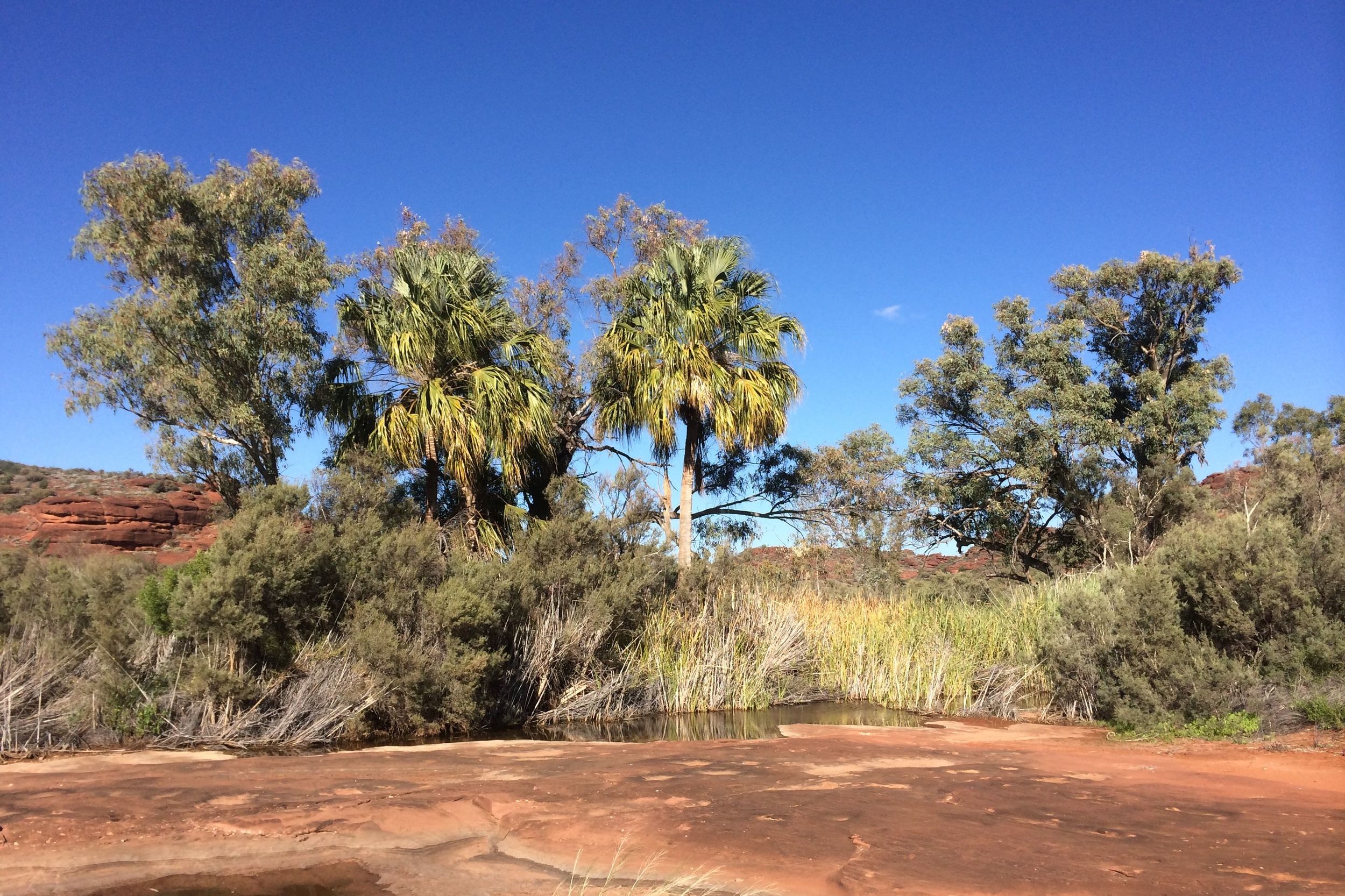 Red Cabbage Palms, Palm Valley, Finke Gorge National Park, NT