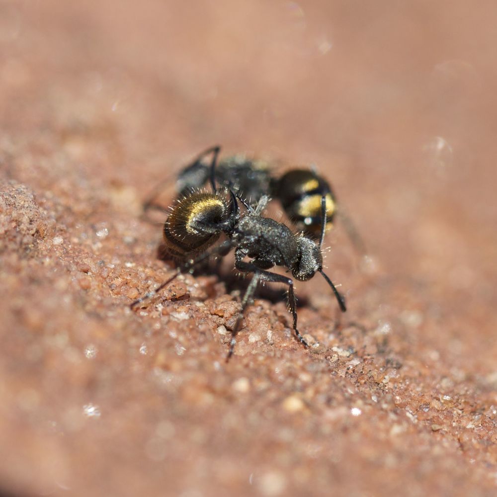  'Golden Bum' ants, Finke Gorge National Park, NT 