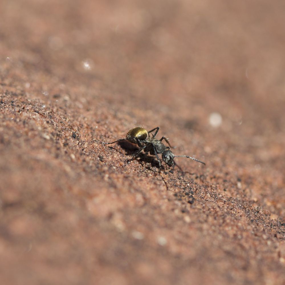 'Golden Bum' ants, Finke Gorge National Park, NT 