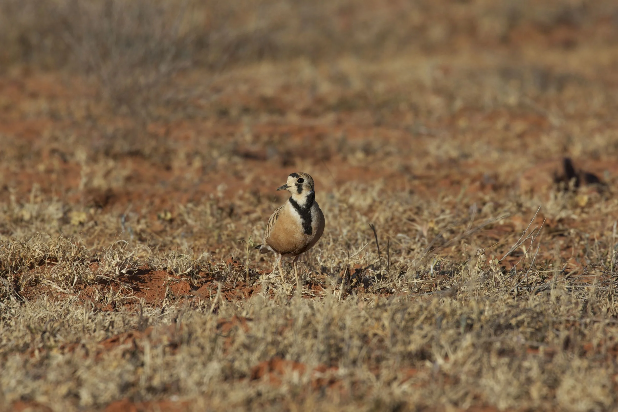 Inland Dotterel, Simpson Desert, NT