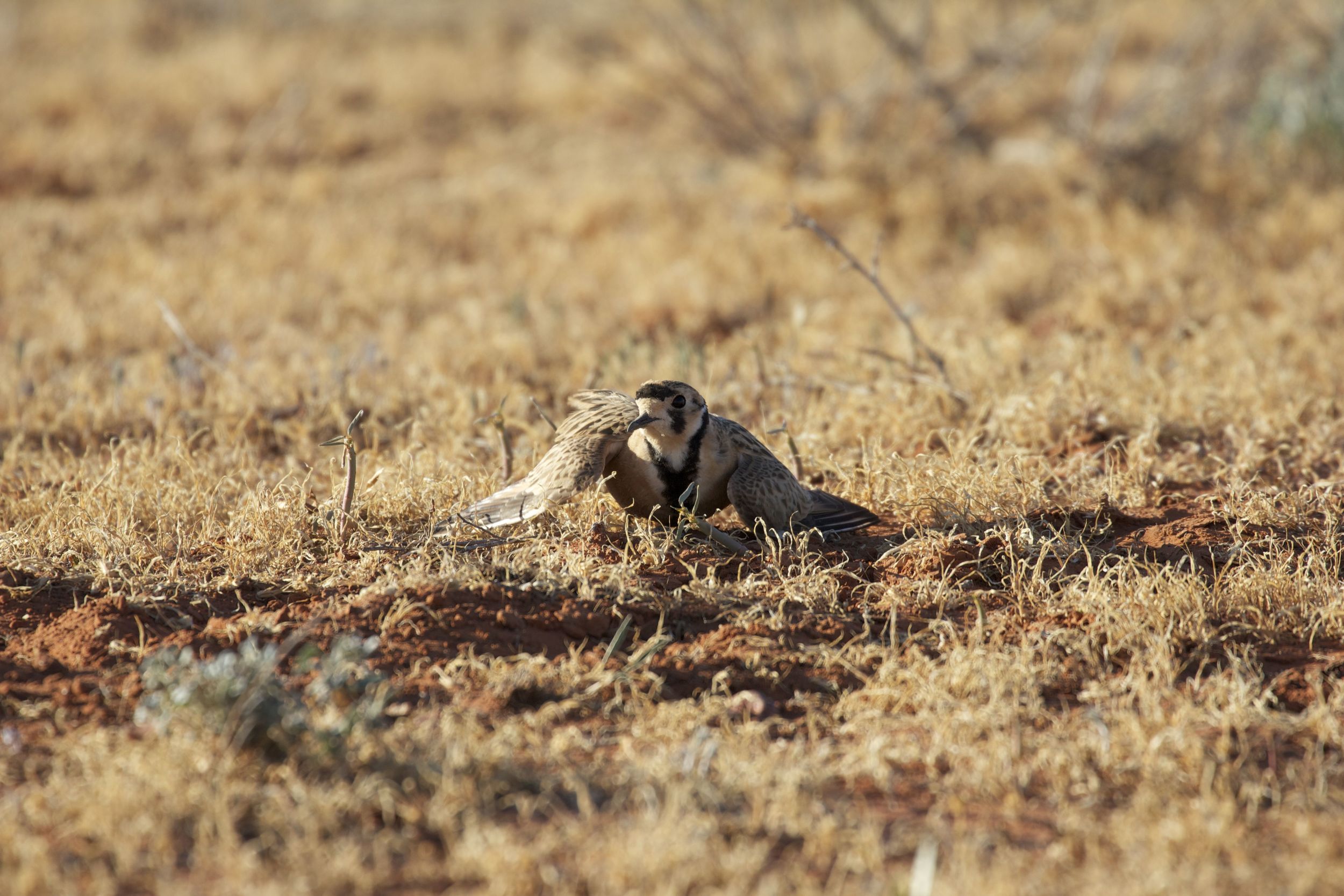 Broken wing display from an Inland Dotterel, Simpson Desert, NT