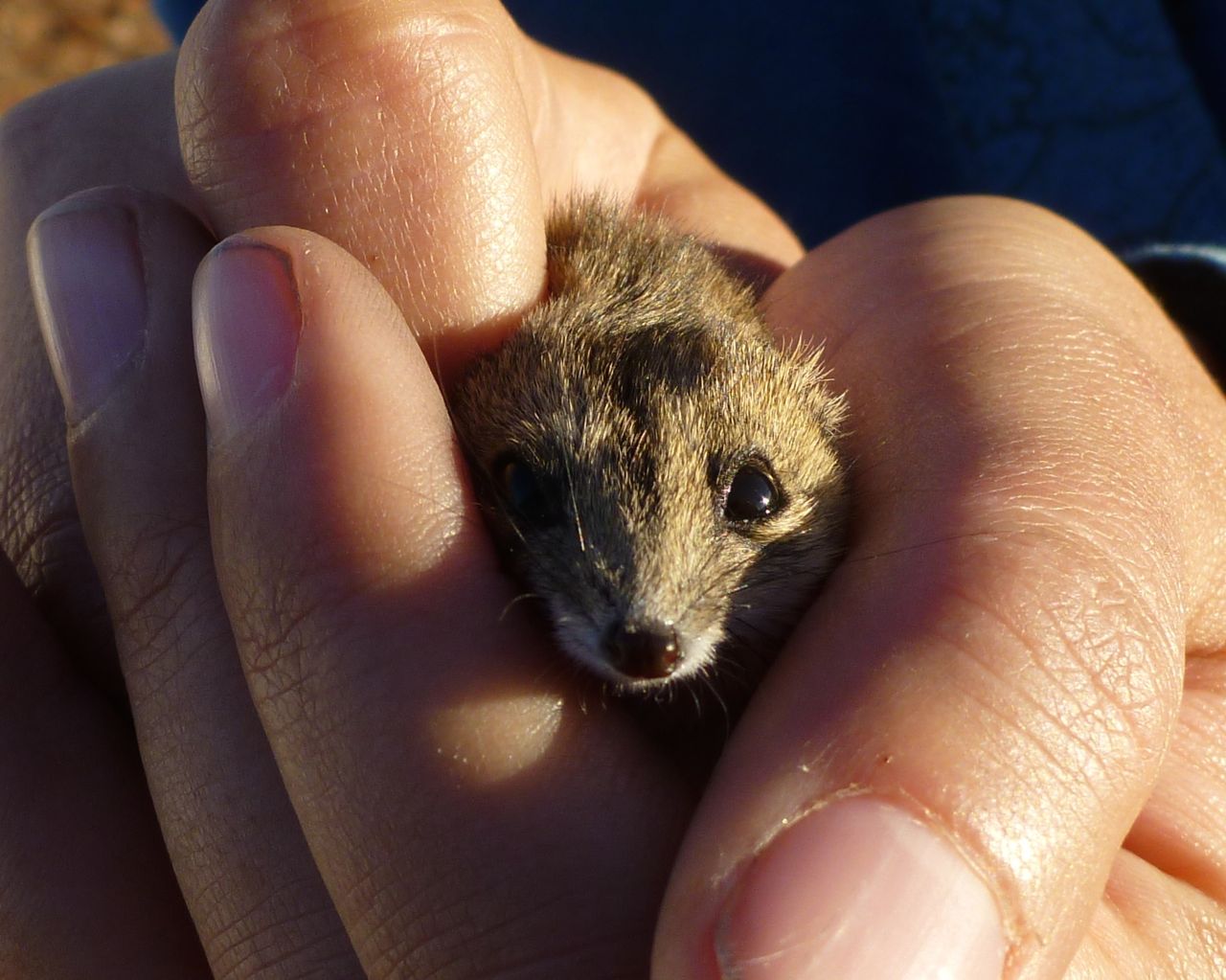 Stripe-faced Dunnart, Simpson Desert, NT
