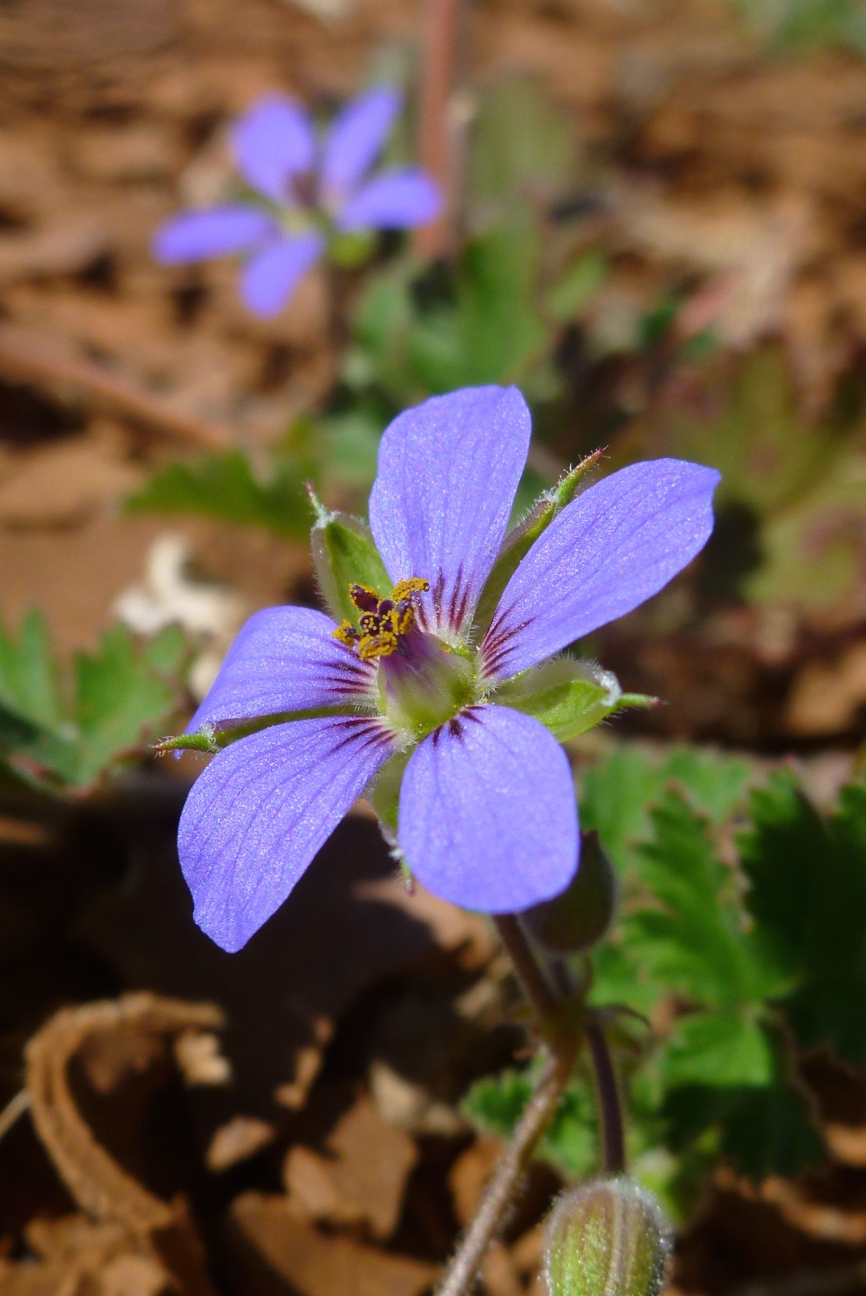 Blue Storksbill ( Erodium crinitum ), Simpson Desert, NT