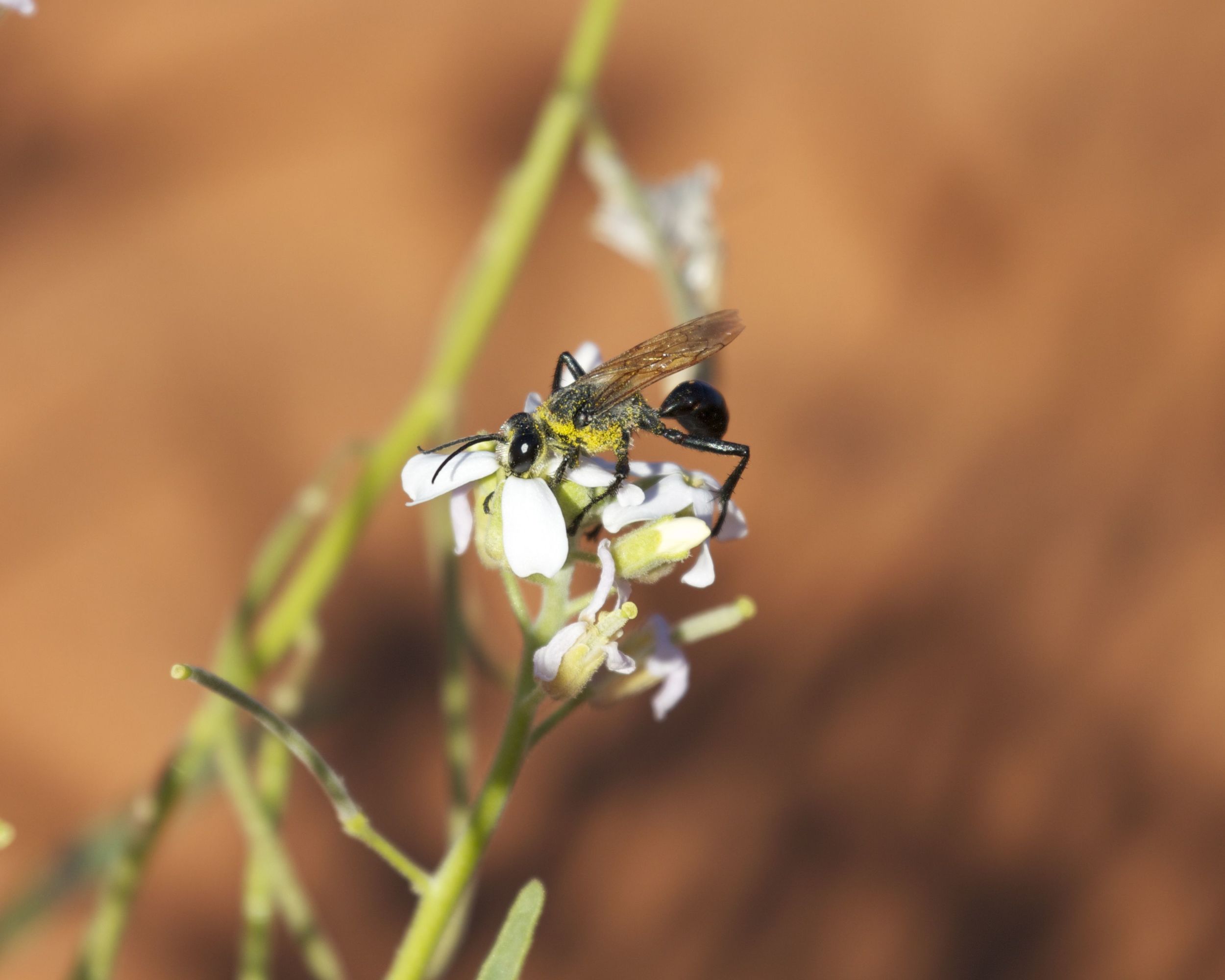  Wasp pollinating flowers,&nbsp;Simpson Desert, NT 
