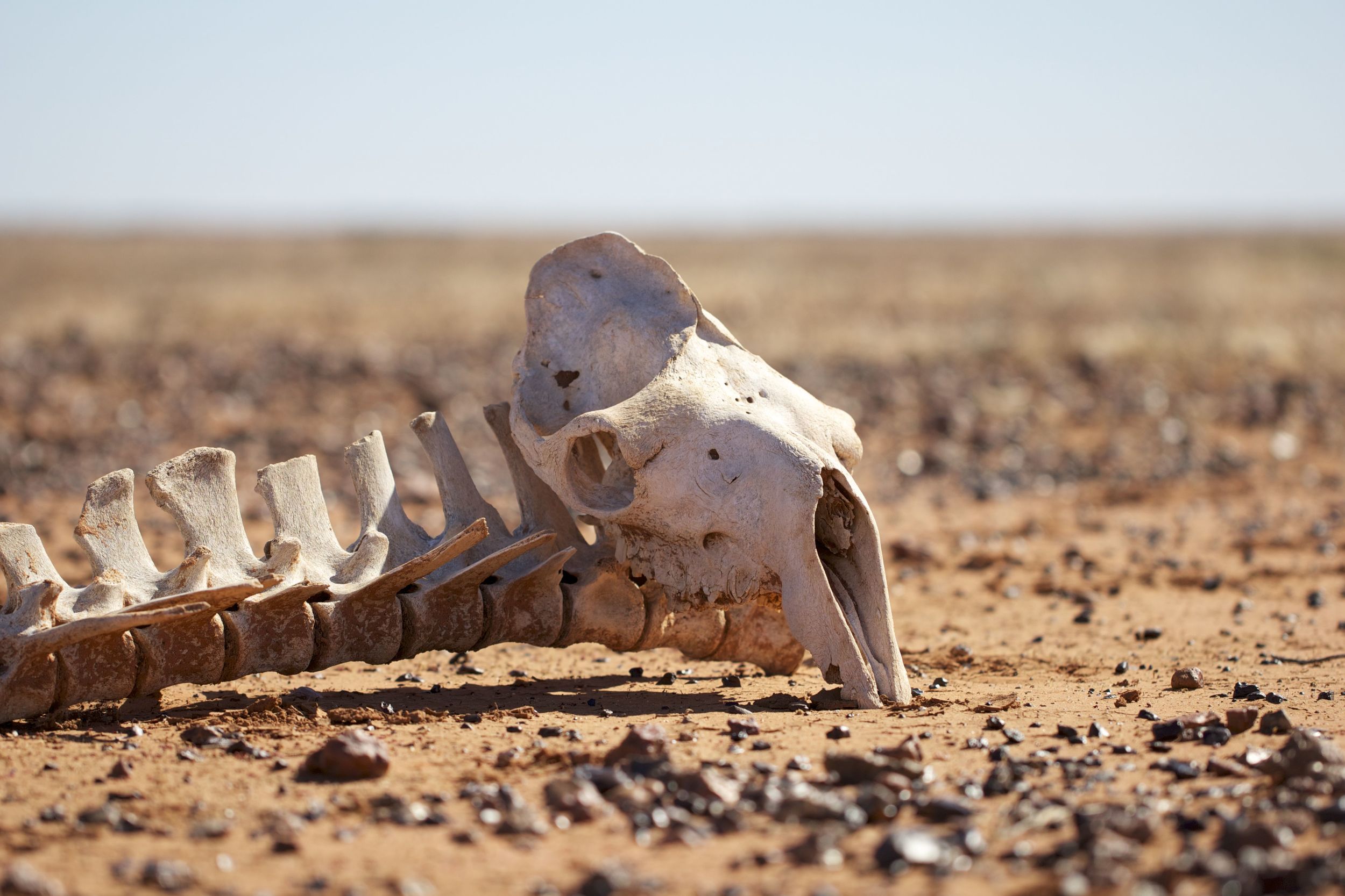  Camel skeleton,&nbsp;Simpson Desert, NT 