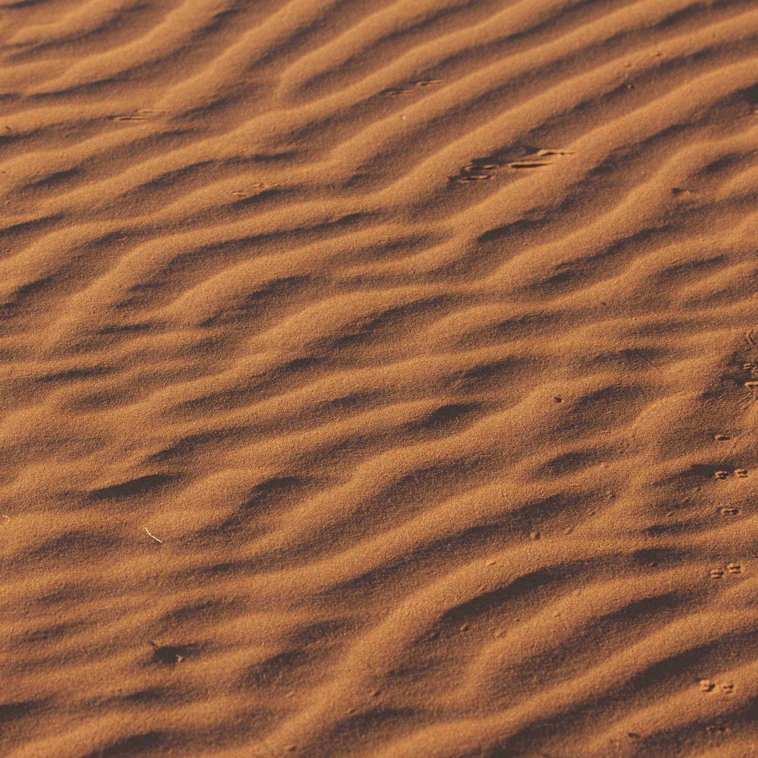 The not so barren waseland