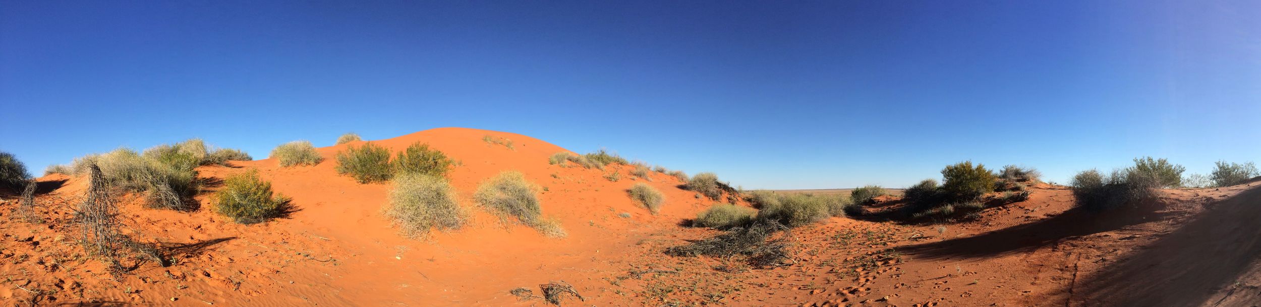 Vegetated sand dunes, Simpson Desert, NT