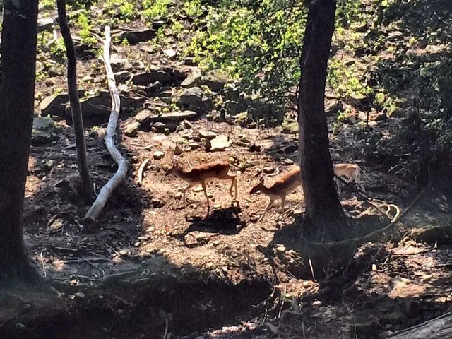 Photo courtesy of Rock City