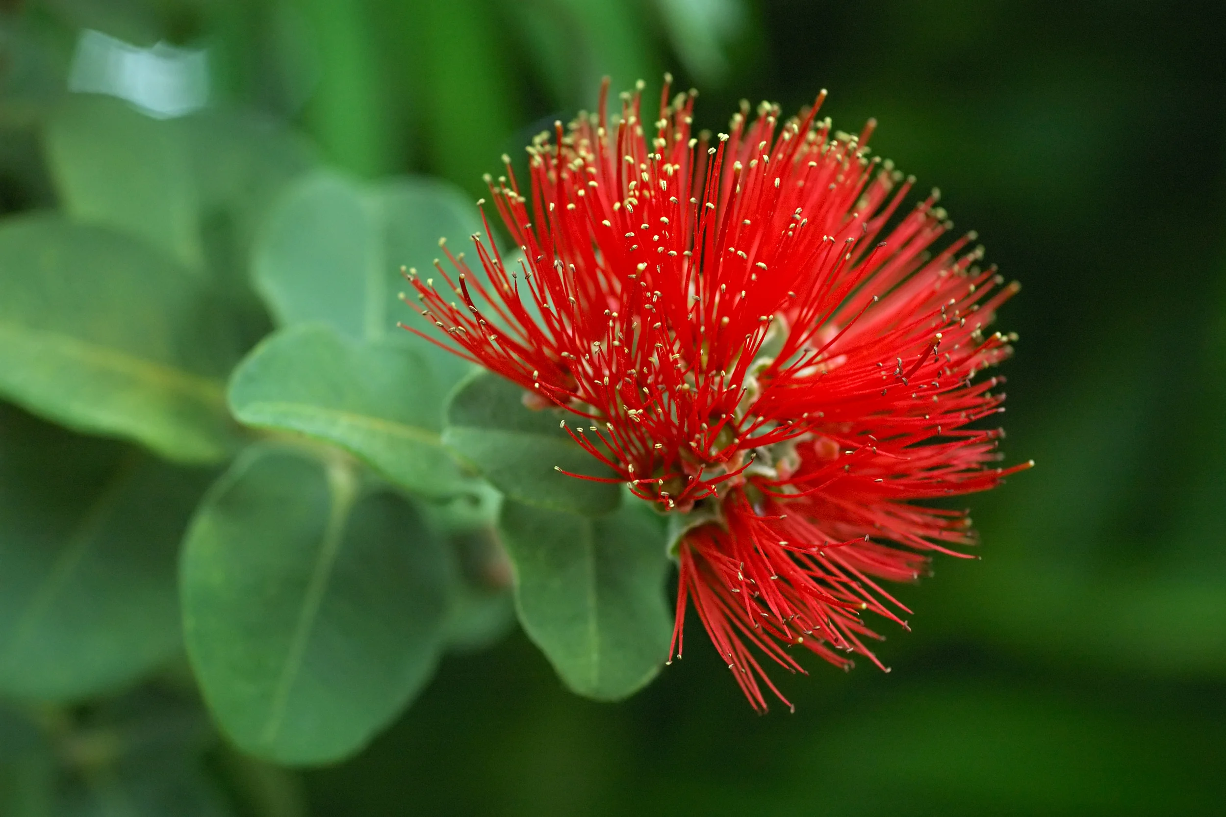 Interaction and corrective feedback training in the Foreign Language (FL) Classroom