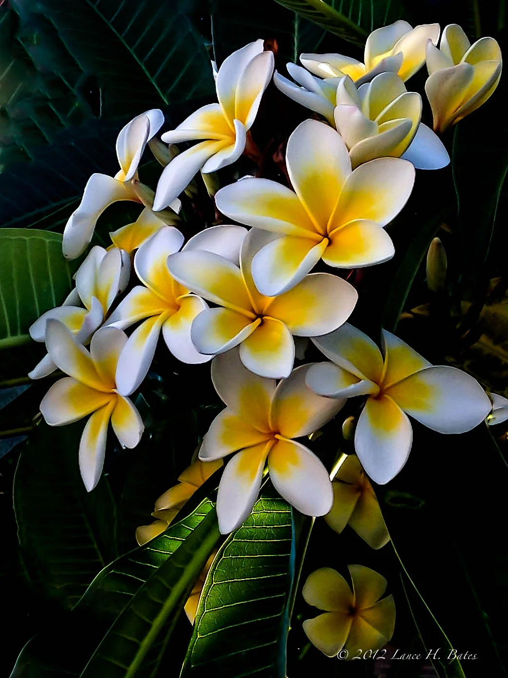 Pre-task planning, learner production, and individual differences in L2 text-chat