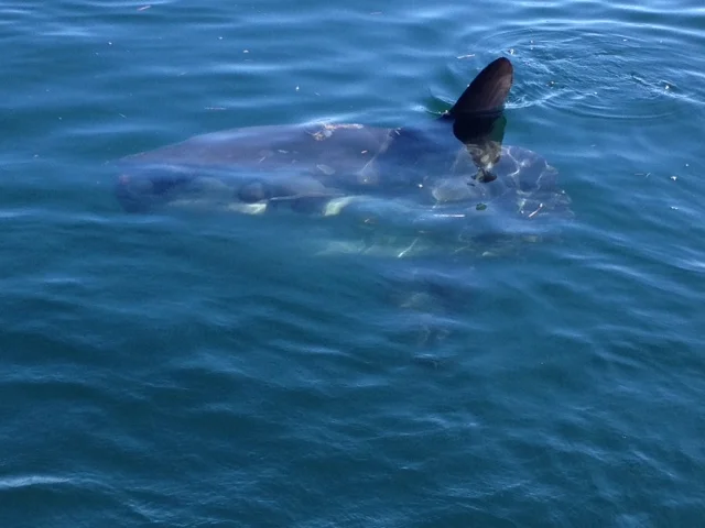 Ocean Sunfish, Kennebunkport, ME