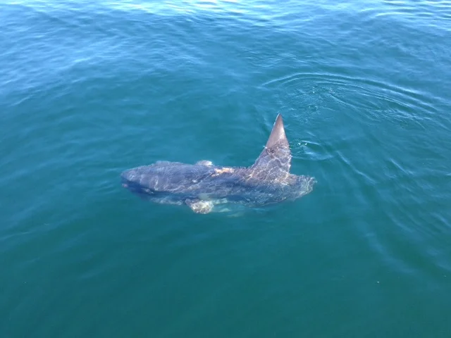 Ocean Sunfish, ME