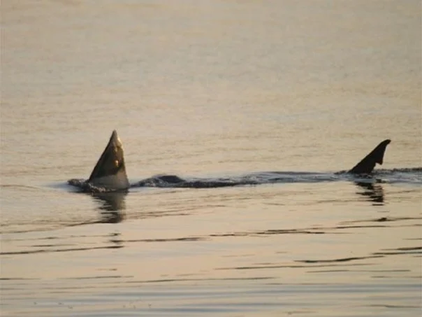 Great White in the waters of Cape Cod