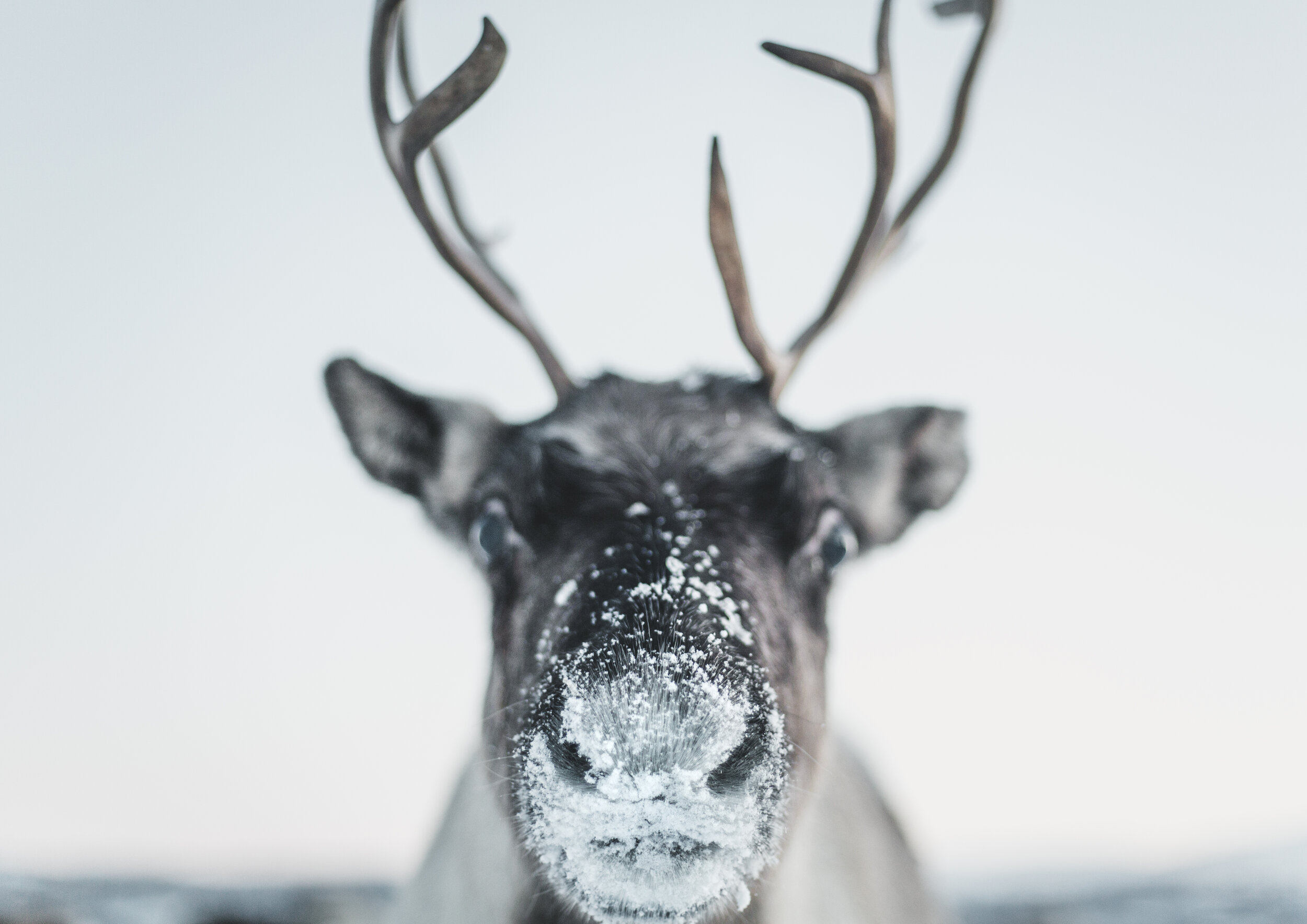 Reindeer Tromso Norway.jpg